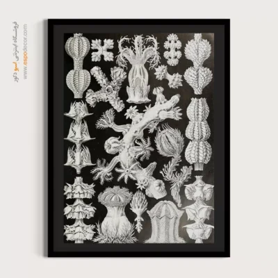 تابلو جانوران دریایی - اسپو دکور