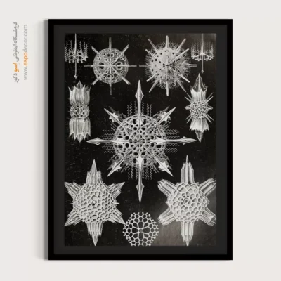 تابلو جانوران دریایی - اسپو دکور