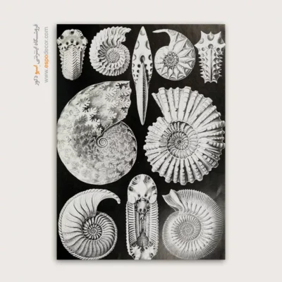 تابلو جانوران دریایی - اسپو دکور