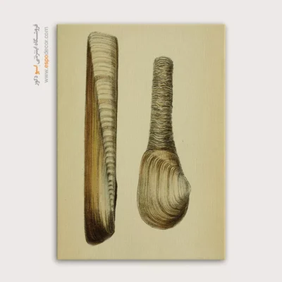 تابلو جانوران دریایی - اسپو دکور