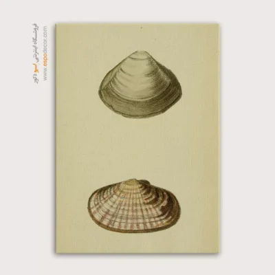 تابلو جانوران دریایی - اسپو دکور