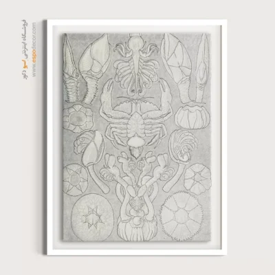 تابلو جانوران دریایی - اسپو دکور