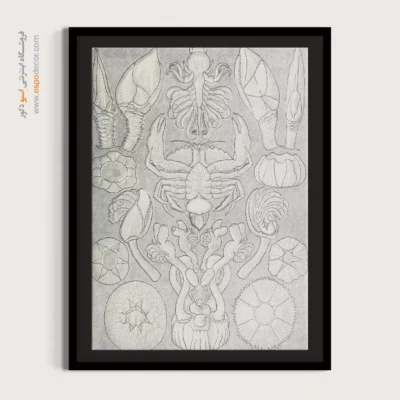 تابلو جانوران دریایی - اسپو دکور