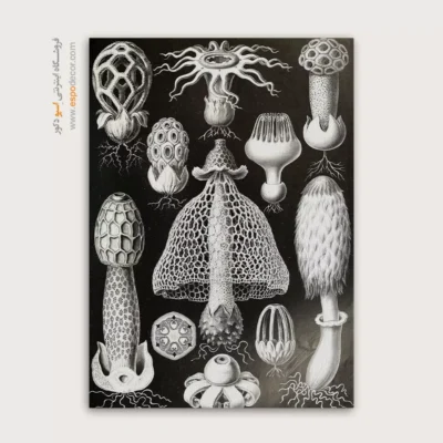 تابلو جانوران دریایی - اسپو دکور