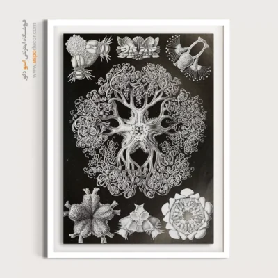 تابلو جانوران دریایی - اسپو دکور