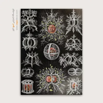 تابلو جانوران دریایی - اسپو دکور