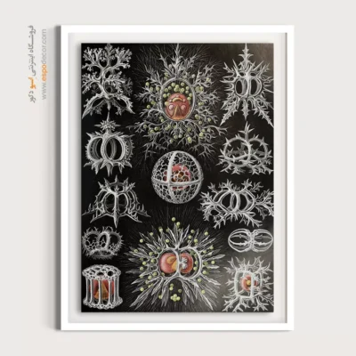 تابلو جانوران دریایی - اسپو دکور