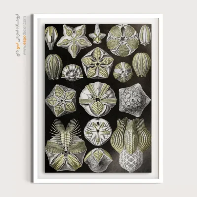 تابلو جانوران دریایی - اسپو دکور