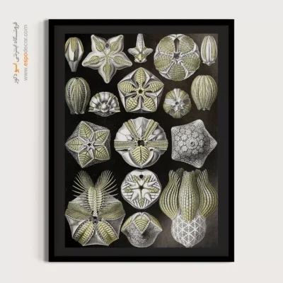 تابلو جانوران دریایی - اسپو دکور