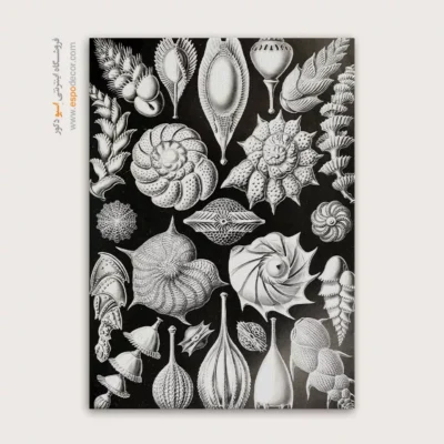 تابلو جانوران دریایی - اسپو دکور