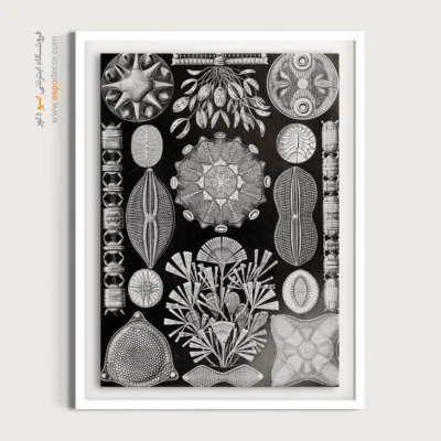 تابلو جانوران دریایی - اسپو دکور