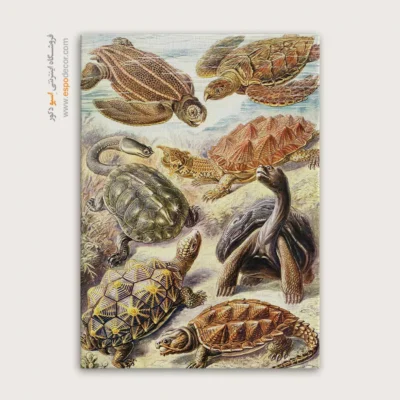 تابلو جانوران دریایی - اسپو دکور