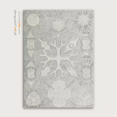 تابلو جانوران دریایی - اسپو دکور