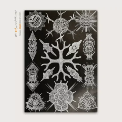 تابلو جانوران دریایی - اسپو دکور