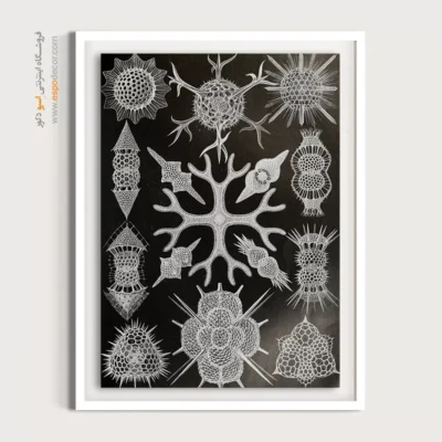 تابلو جانوران دریایی - اسپو دکور