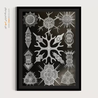 تابلو جانوران دریایی - اسپو دکور