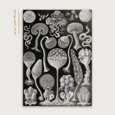 تابلو جانوران دریایی - اسپو دکور