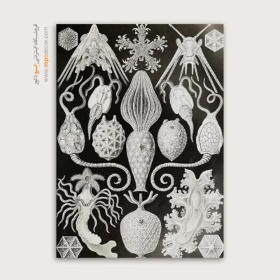 تابلو جانوران دریایی - اسپو دکور