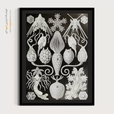 تابلو جانوران دریایی - اسپو دکور