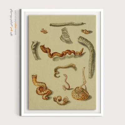 تابلو جانوران دریایی - اسپو دکور