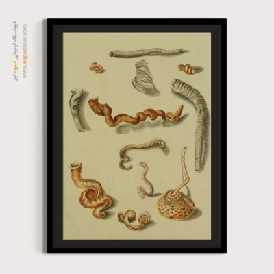 تابلو جانوران دریایی - اسپو دکور