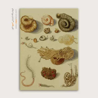 تابلو جانوران دریایی - اسپو دکور