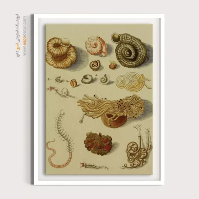 تابلو جانوران دریایی - اسپو دکور