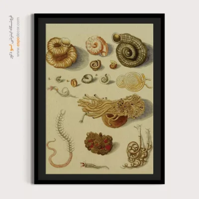 تابلو جانوران دریایی - اسپو دکور