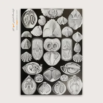 تابلو جانوران دریایی - اسپو دکور