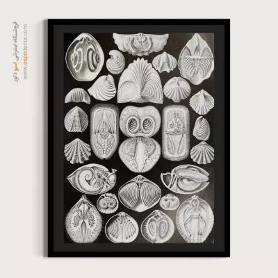 تابلو جانوران دریایی - اسپو دکور