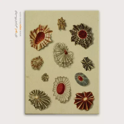 تابلو جانوران دریایی - اسپو دکور