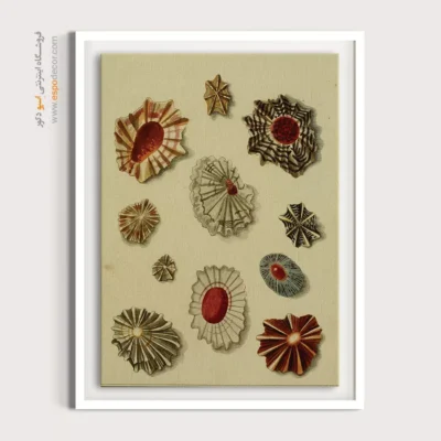 تابلو جانوران دریایی - اسپو دکور