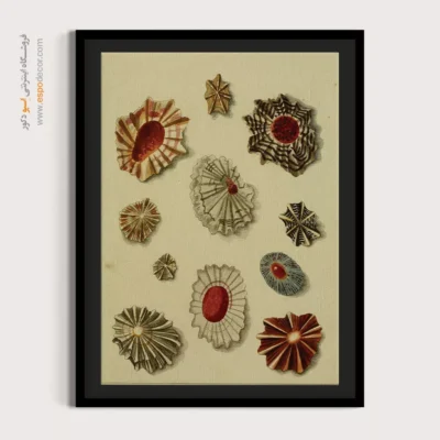 تابلو جانوران دریایی - اسپو دکور