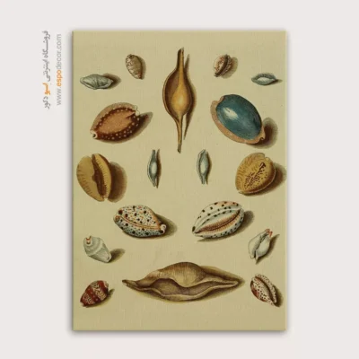 تابلو جانوران دریایی - اسپو دکور