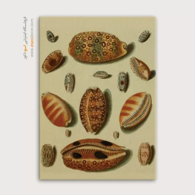 تابلو جانوران دریایی - اسپو دکور