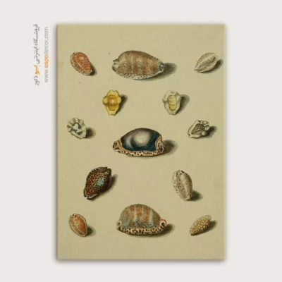 تابلو جانوران دریایی - اسپو دکور