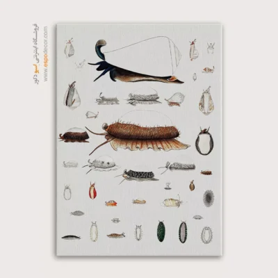 تابلو جانوران دریایی - اسپو دکور