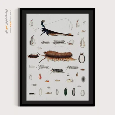 تابلو جانوران دریایی - اسپو دکور