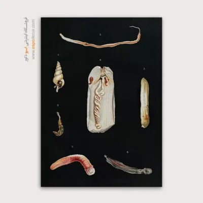 تابلو جانوران دریایی - اسپو دکور