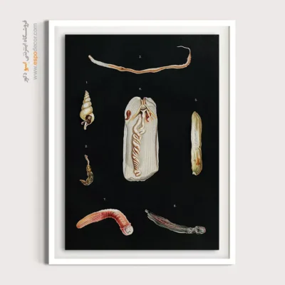 تابلو جانوران دریایی - اسپو دکور