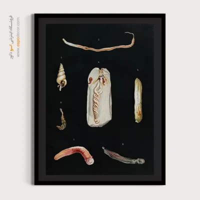 تابلو جانوران دریایی - اسپو دکور