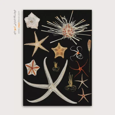 تابلو جانوران دریایی - اسپو دکور