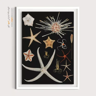 تابلو جانوران دریایی - اسپو دکور