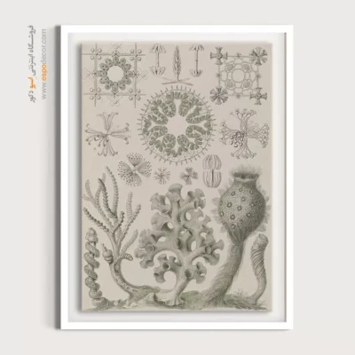 تابلو جانوران دریایی - اسپو دکور