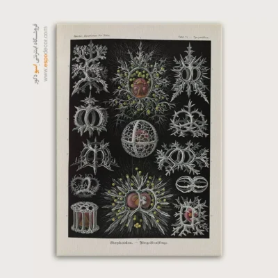 تابلو جانوران دریایی - اسپو دکور