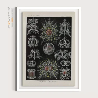 تابلو جانوران دریایی - اسپو دکور