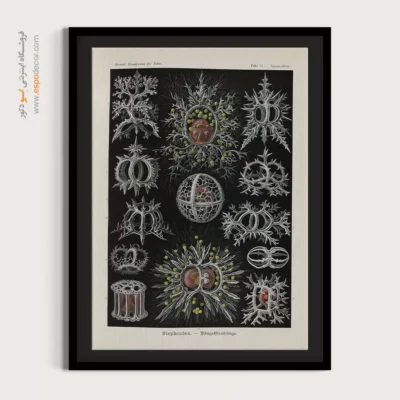 تابلو جانوران دریایی - اسپو دکور