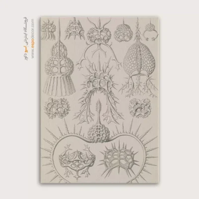 تابلو جانوران دریایی - اسپو دکور