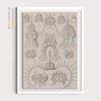 تابلو جانوران دریایی - اسپو دکور