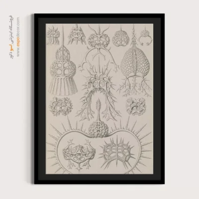 تابلو جانوران دریایی - اسپو دکور